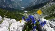 Fiori di montagna